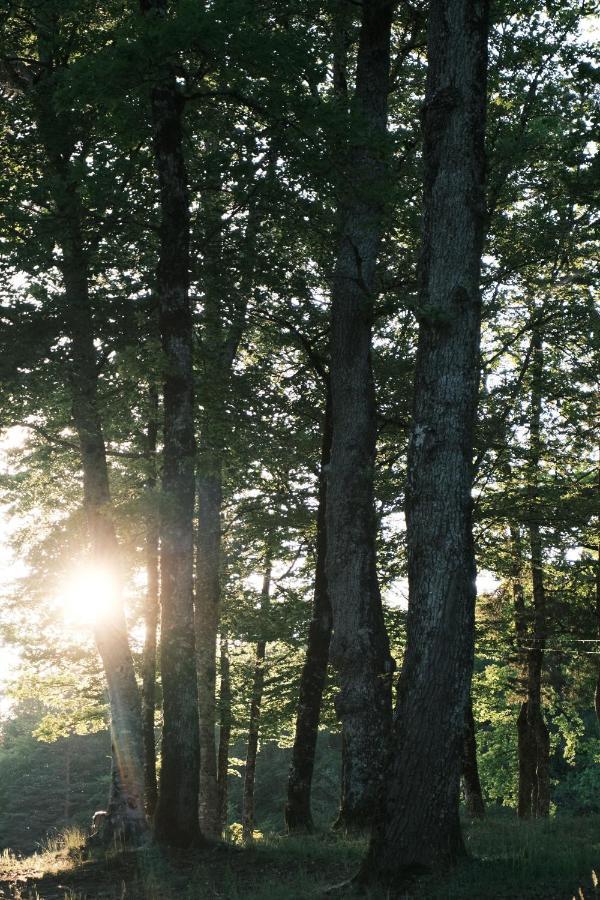Lodge Avec Spa Privatif - Foret Et Lac Liginiac Bagian luar foto